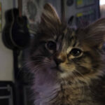 manufactured, mobile, Mobile homes, Endeavor Communities, rent, Cadman F