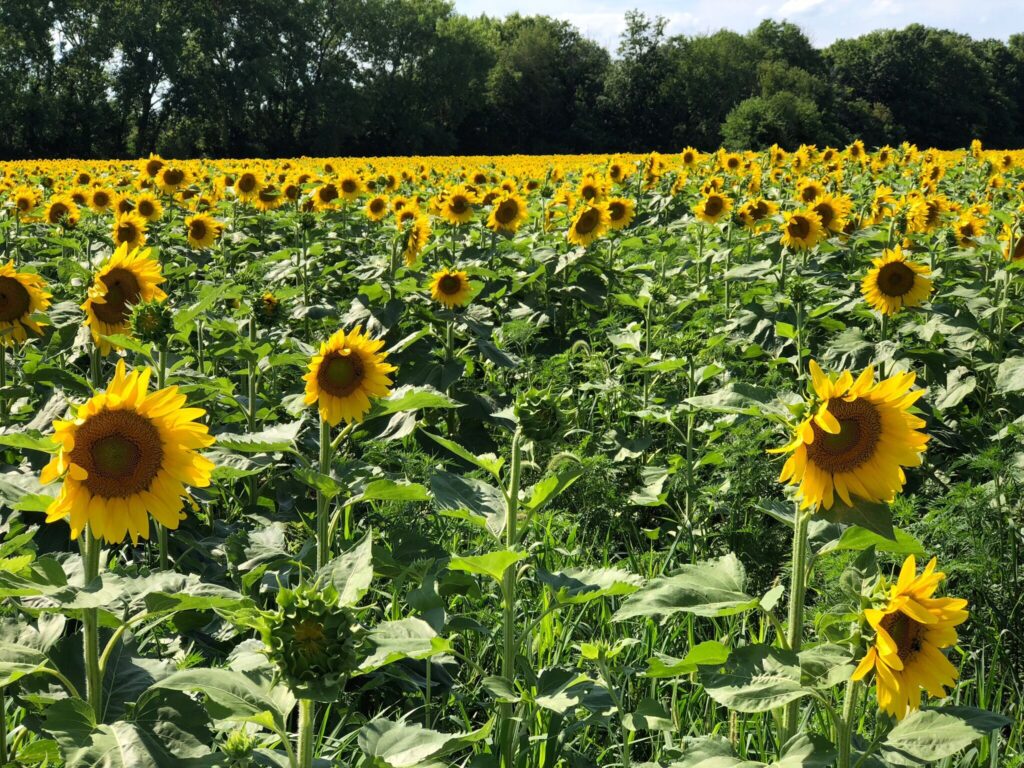 home, checkoutthesunflowers, mobile, rent, Endeavor Communities, manufactured homes