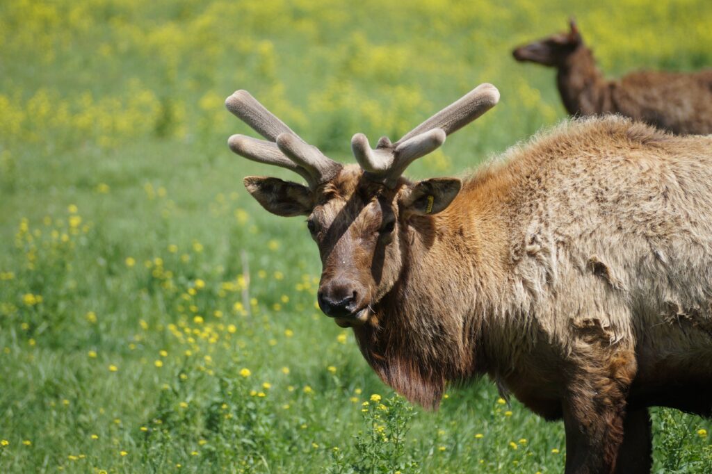 sale, ernestthebullelks, manufactured homes, community, homes for sale, mobile