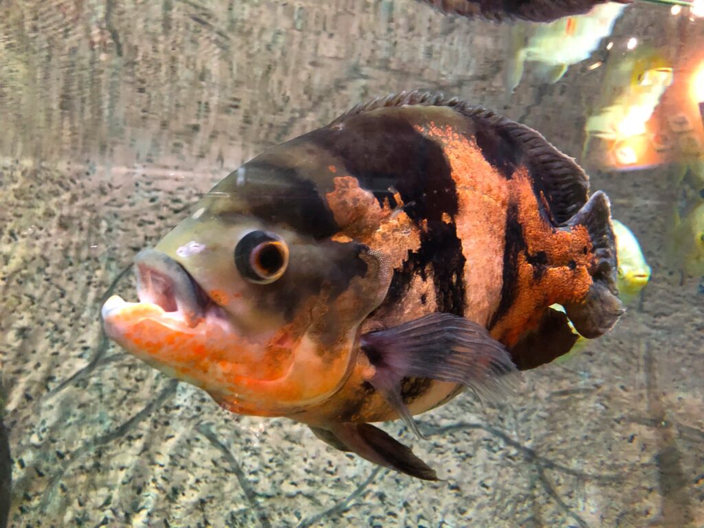 community, Mobile homes, sale, homes for rent, home, fishface