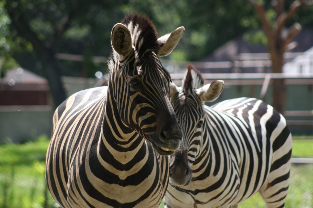 community, endeavor, Mobile homes, ourafricaloophosts, homes for sale, home