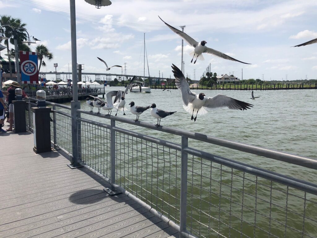 Mobile homes, mobile, photojpg, home, rent, manufactured homes